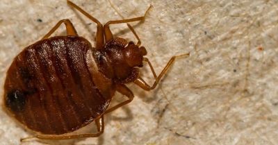 punaises de lit en savoie